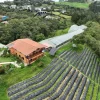 Panel Solar 225W Monofacial marca Longi - Imagen 4